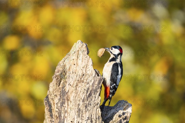 Great spotted woodpecker (Dendrocopus major) ml Germany