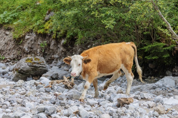 Holstein Friesian cattle crossing a creek on an alpine pasture. Eng valley, Austria