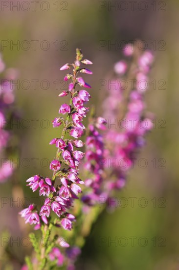 Flowering heather (Calluna vulgaris), heather, Trupacher Heide nature reserve, Siegen, North Rhine-Westphalia, Germany
