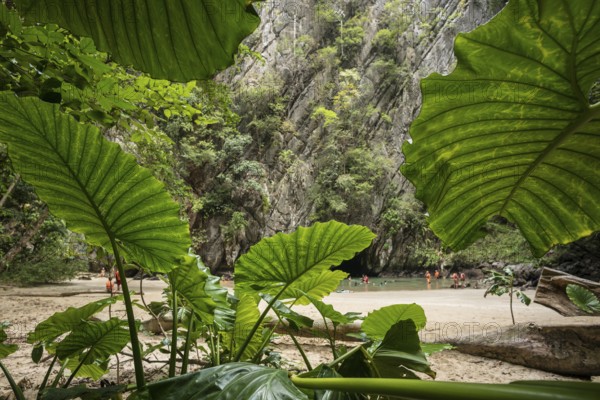 Sandy beach beach with cave in the rainforest, Emerald Cave, Koh Mook, Trang Province, Southern Thailand, Andaman Sea, Thailand