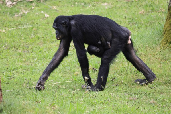 Bonobo (Pan Paniscus), dwarf chimpanzee, adult, female, juvenile, mother, running, social behaviour