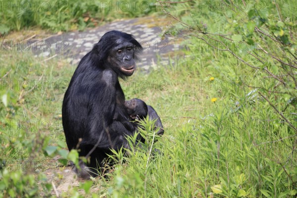 Bonobo (Pan Paniscus), pygmy chimpanzee, adult, female, juvenile, mother, social behaviour, suckling