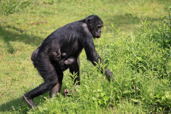 Bonobo (Pan Paniscus), pygmy chimpanzee, adult, female, juvenile, mother, social behaviour