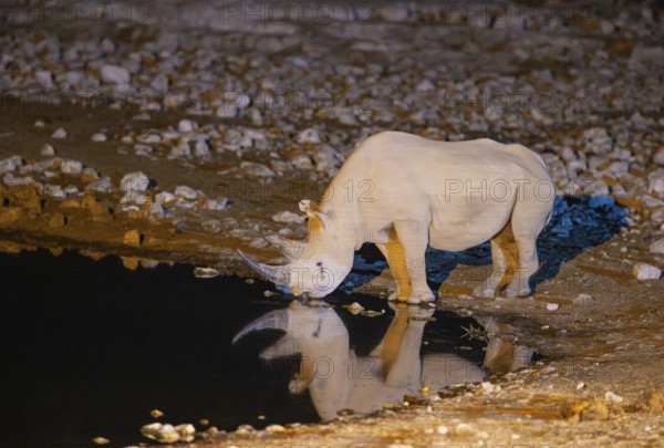 Black Rhinoceros (Diceros bicornis). Also called Hook-lipped Rhinoceros. At night at the floodlit waterhole of the Okaukuejo Camp. Etosha National Park, Namibia
