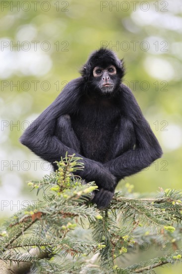 Brown-headed spider monkey (Ateles fusciceps rufiventris), alert, sitting, on tree, South America