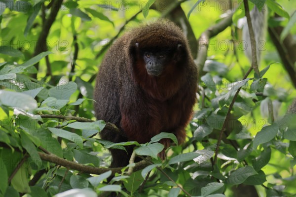 Coppery titi (Plecturocebus cupreus), adult, alert, on tree, South America