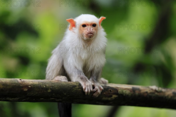 Silver marmoset (Mico argentatus, Syn.: Callithrix argentata), silver marmoset, adult, sitting on tree trunk, alert, South America