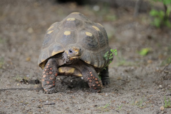 Coal turtle (Geochelone carbonaria), adult, foraging, running, South America