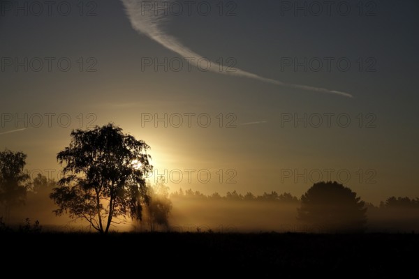 Morning atmosphere in a heath landscape, morning sun and fog, summer, Germany