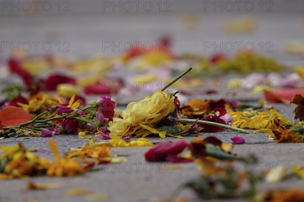 After a wedding, scattered flowers, summer, Germany