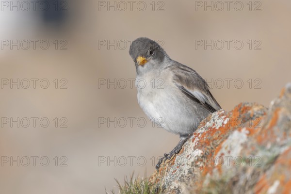 A young white snowfinch (Montifringilla nivalis) with grey feathers and a bright orange beak sits on a rocky surface. The light-coloured background suggests a calm, natural mountain world. The day appears calm and clear. Zermatt, Valais, Alps, Switzerland