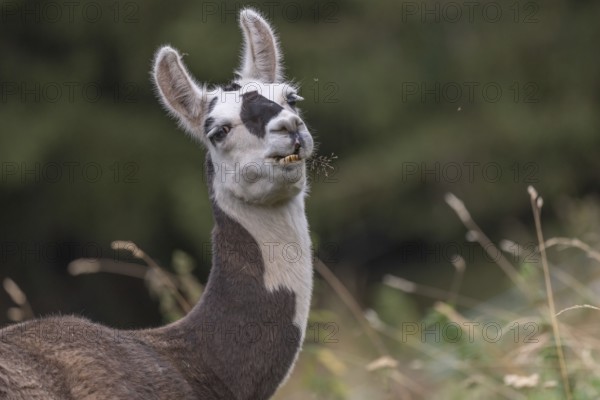 A curious llama jumps around on grass in a green field surrounded by trees. Its striking facial features emphasise the beauty of the tranquil landscape on this sunny day