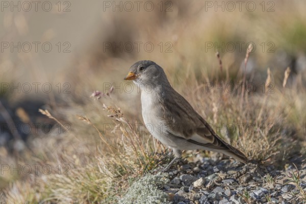 A young white snowfinch (Montifringilla nivalis) searches for food between rocks and grass. The sunlight illuminates the scene and highlights the bird's feathers as it searches for insects or seeds. Zermatt, Valais, Alps, Swiss