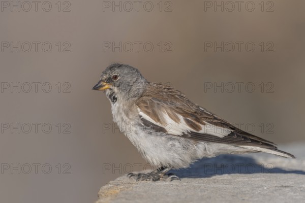 A white snowfinch (Montifringilla nivalis) stands on a rocky surface and displays its striking plumage. The scene captures the essence of winter and emphasises the bird's natural behaviour in a cold environment. Zermatt, Valais, Alps, Swiss
