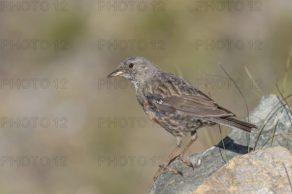An Alpine Accentor (Prunella collaris) stands on a rocky surface beneath clear ski slopes. Its feathers blend in with its surroundings and show off its natural camouflage in a quiet outdoor habitat