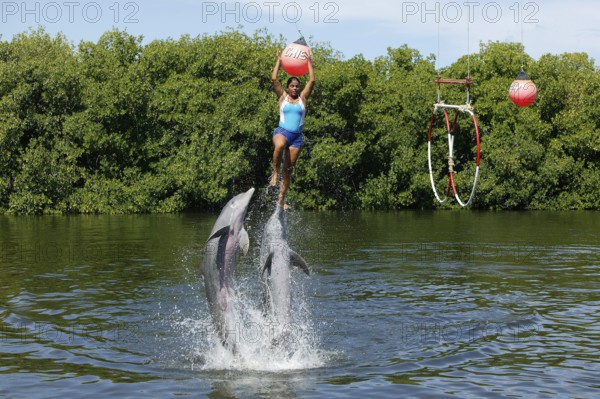 Dolphin, Bottlenose dolphin (Tursiops truncatus), 2 animals performing tricks, Cuba, Caribbean, Central America
