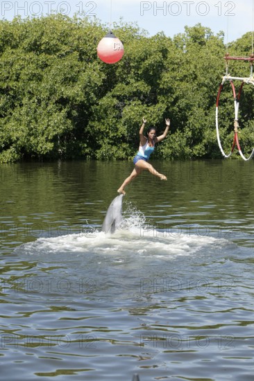 Dolphin, Bottlenose dolphin (Tursiops truncatus), performing tricks, Cuba, Caribbean, Central America