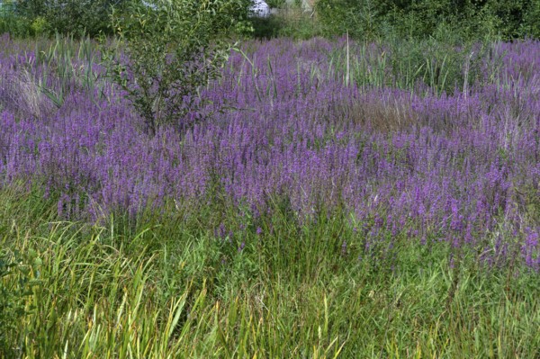 Purple loosestrife (Lythrum salicaria) in a dry carp pond, Eckental, Middle Franconia, Bavaria, Germany
