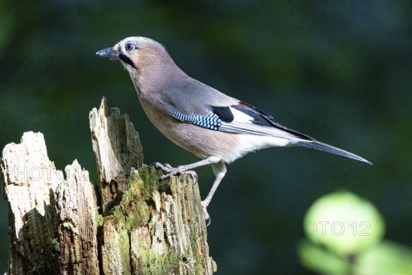 Eurasian jay (Garrulus glandarius) Germany