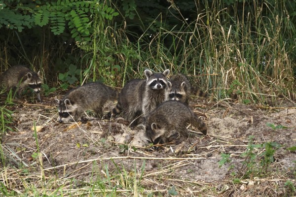 Raccoon, family at the edge of a forest, summer, Saxony, Germany
