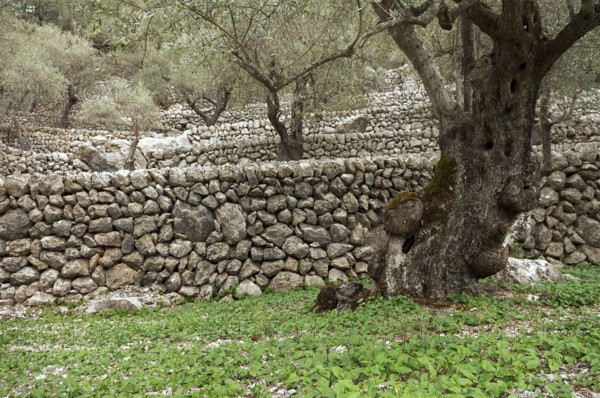 Stone walls in an olive grove, Majorca, Balearic Islands, Spain