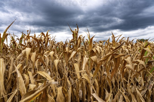 Maize field near Hünxe, dry plants, still being harvested, mostly used for concentrated feed for pigs, cattle and chickens, gloomy storm clouds, North Rhine-Westphalia, Germany