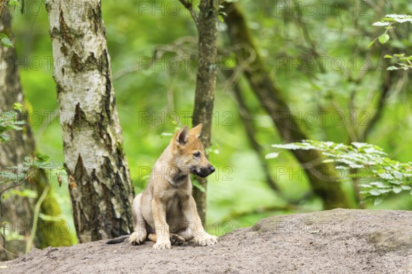 Eurasian wolf (Canis lupus lupus) cub (youngster) sitting on a little sand hill in the forest, Hesse, Germany