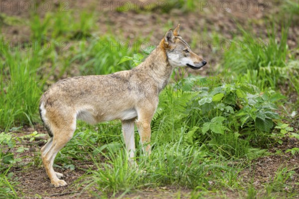 Eurasian wolf (Canis lupus lupus) standing in a forest, Hesse, Germany