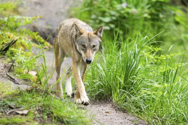 Eurasian wolf (Canis lupus lupus) walking in a forest, Hesse, Germany