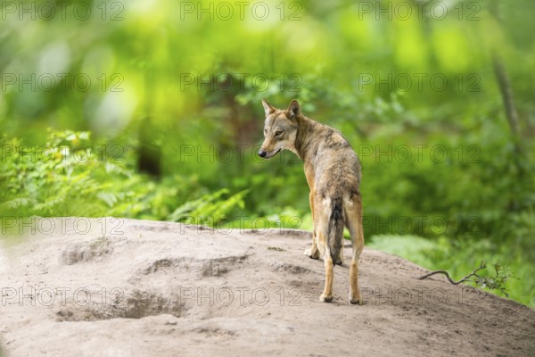 Eurasian wolf (Canis lupus lupus) standing on a little sand hill in the forest, Hesse, Germany