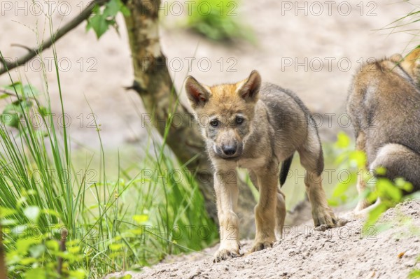 Eurasian wolf (Canis lupus lupus) cubs (youngster) on a little sand hill in the forest, Hesse, Germany