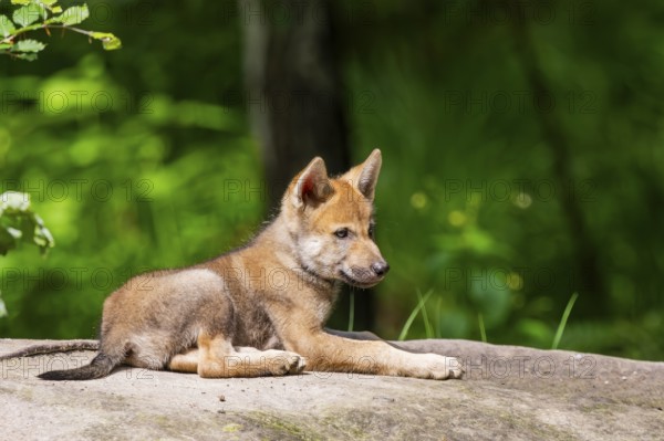 Eurasian wolf (Canis lupus lupus) cub (youngster) lying on a little sand hill in the forest, Hesse, Germany