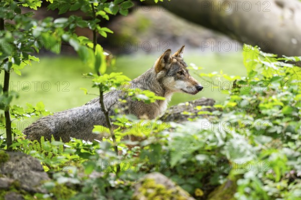 Eurasian wolf (Canis lupus lupus) standing in a forest, Hesse, Germany