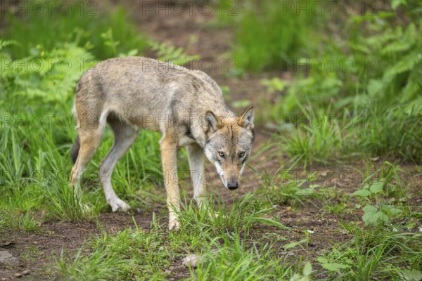 Eurasian wolf (Canis lupus lupus) standing in a forest, Hesse, Germany