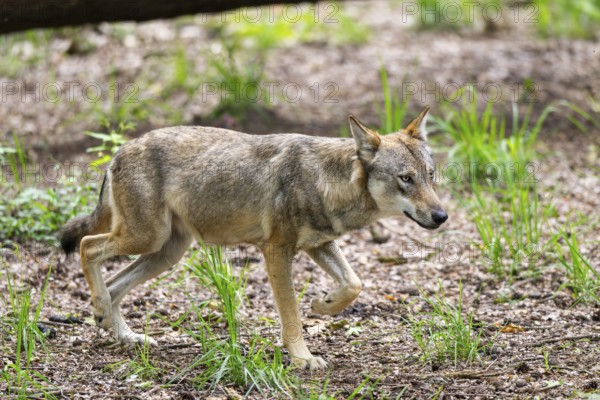 Eurasian wolf (Canis lupus lupus) walking in a forest, Hesse, Germany