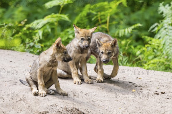 Eurasian wolf (Canis lupus lupus) cubs (youngster) on a little sand hill in the forest, Hesse, Germany