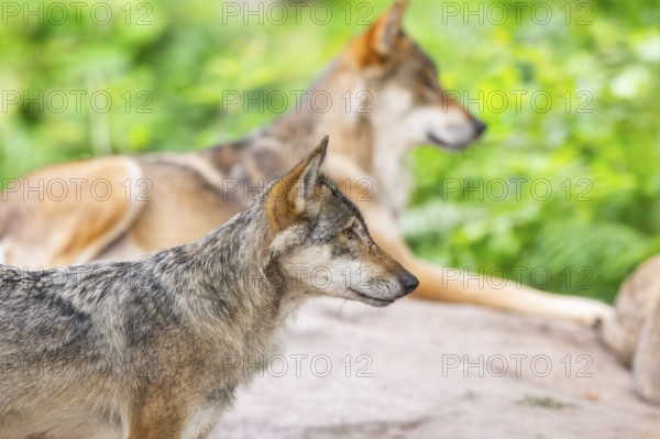 Eurasian wolf (Canis lupus lupus) standing on a little sand hill in the forest, Hesse, Germany