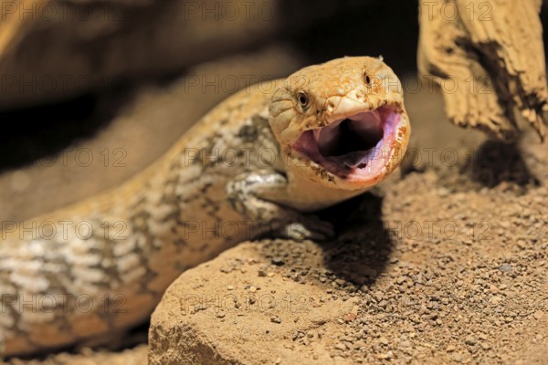 Blue-tongued skink (Tiliqua scincoides), adult, on ground, threatening, portrait, Australia, Germany