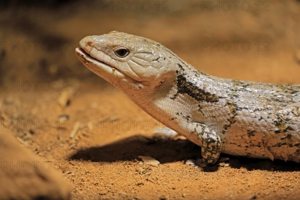 Blue-tongued skink (Tiliqua scincoides), adult, on the ground, foraging, alert, portrait, Australia, Germany