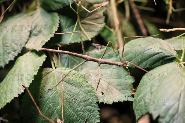 Annam stick insect (Medauroidea extradentata), Vietnamese stick insect, ghost insect, adult, foraging, feeding, camouflage, in foliage, Vietnam