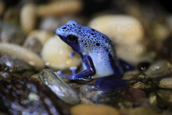 Blue poison dart frog (Dendrobates tinctorius), Blue poison dart frog, adult, alert, in water, South America