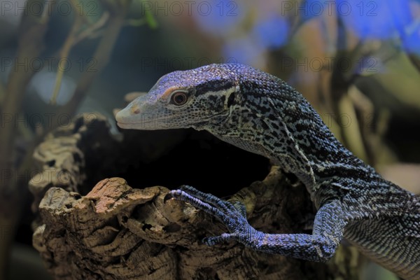 Blue-spotted tree monitor (Varanus macraei), MacRae's monitor, adult, portrait, resting, Southeast Asia