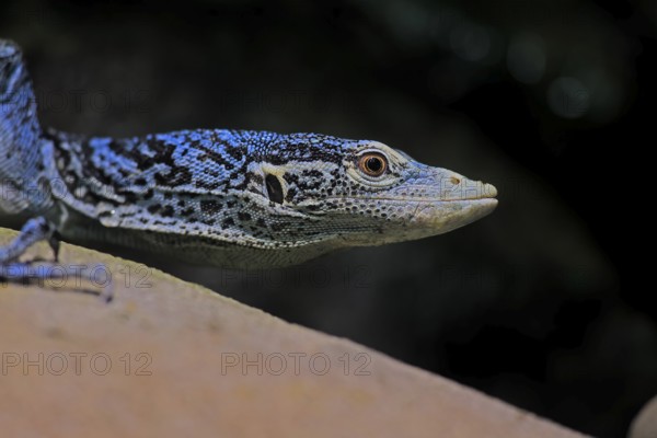 Blue-spotted tree monitor (Varanus macraei), MacRae's monitor, adult, portrait, alert, Southeast Asia