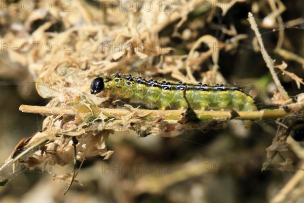 Box tree moth (Cydalima perspectalis), caterpillar, feeding on boxwood, clear feeding, Ellerstadt, Rhineland Palatinate, Germany