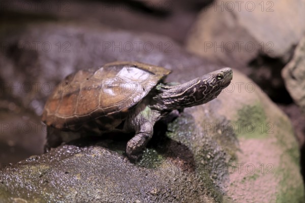 Chinese three-legged turtle (Mauremys reevesii), adult, on rocks, foraging, vigilant, stream turtle, China