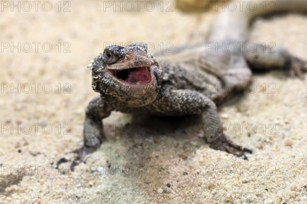 Chuckwalla (Common Chuckwalla ater), adult, on the ground, foraging, Southwest USA, North America, Germany