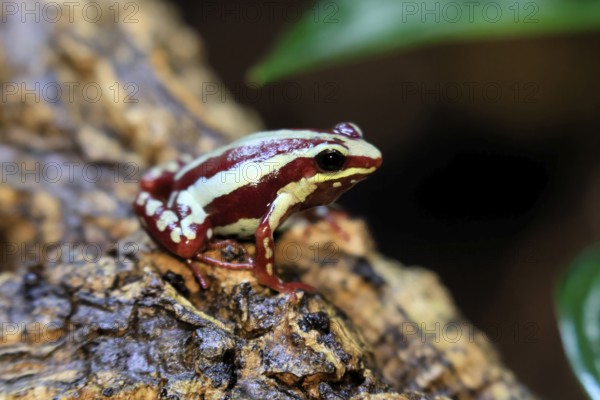 Three-striped Woodcreeper (Epipedobates tricolor), adult, on tree, Ecuador, South America