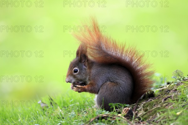 Squirrel (Sciurus vulgaris), adult, in a meadow, eating, with food, walnut, Mannheim, Germany
