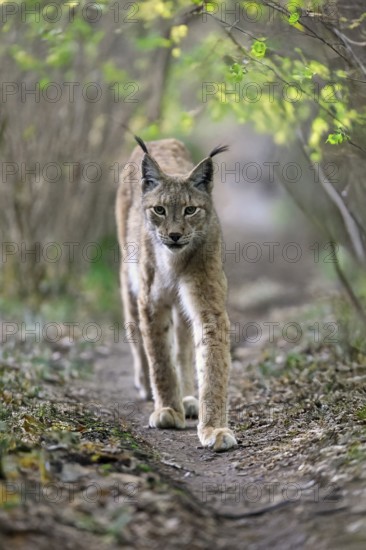 Eurasian lynx (Lynx lynx), adult, stalking, alert, in forest, Hesse, Germany, Europe, captive