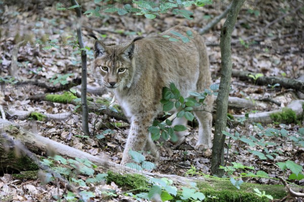 Eurasian lynx (Lynx lynx), adult, stalking, alert, in forest, Hesse, Germany, Europe, captive